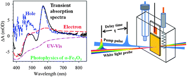 Graphical abstract: In situ probe of photocarrier dynamics in water-splitting hematite (α-Fe2O3) electrodes