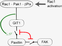 Graphical abstract: Efficiently mining protein interaction dependencies from large text corpora
