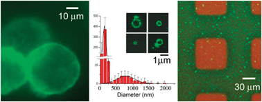 Graphical abstract: Preparation, characterization, and surface immobilization of native vesicles obtained by mechanical extrusion of mammalian cells