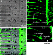 Graphical abstract: Sympathetic neurons modulate the beat rate of pluripotent cell-derived cardiomyocytes in vitro