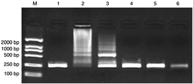 Graphical abstract: Genetic analysis with nanoPCR