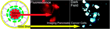 Graphical abstract: Plasmonic gold and luminescent silicon nanoplatforms for multimode imaging of cancer cells