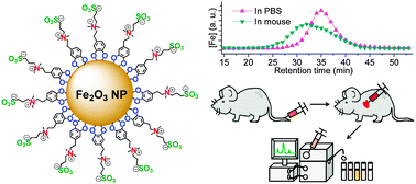 Graphical abstract: Compact zwitterion-coated iron oxide nanoparticles for in vitro and in vivo imaging
