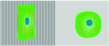 Graphical abstract: Endothelial differentiation of mesenchymal stromal cells: when traditional biology meets mechanotransduction
