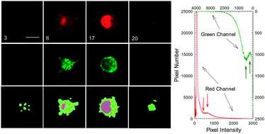 Graphical abstract: Comparative study of 3D morphology and functions on genetically engineered mouse melanoma cells