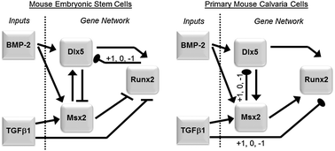 Graphical abstract: Early gene regulation of osteogenesis in embryonic stem cells