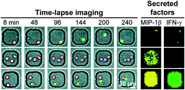 Graphical abstract: Single-cell analysis of the dynamics and functional outcomes of interactions between human natural killer cells and target cells