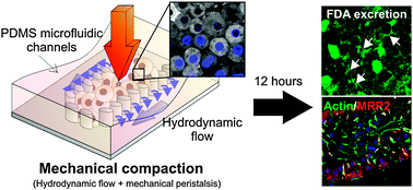 Graphical abstract: Mechanical compaction directly modulates the dynamics of bile canaliculi formation