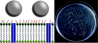 Graphical abstract: Mechanism of interaction between colloids and bacteria as evidenced by tailored silica–lysozyme composites