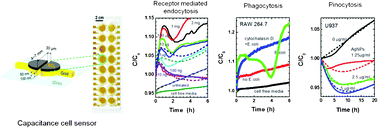 Graphical abstract: Capacitance-based assay for real-time monitoring of endocytosis and cell viability