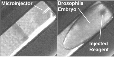 Graphical abstract: Microfluidic system with integrated microinjector for automated Drosophila embryo injection
