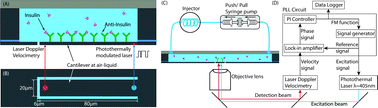 Graphical abstract: Application of a new microcantilever biosensor resonating at the air–liquid interface for direct insulin detection and continuous monitoring of enzymatic reactions
