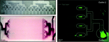 Graphical abstract: Inertial microfluidics in parallel channels for high-throughput applications