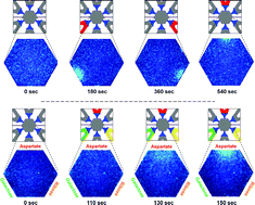 Graphical abstract: Concentration gradient generation of multiple chemicals using spatially controlled self-assembly of particles in microchannels