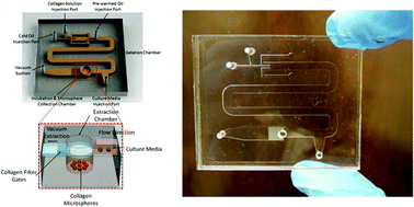 Graphical abstract: Collagen microsphere production on a chip
