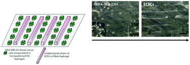 Graphical abstract: Patterning microscale extracellular matrices to study endothelial and cancer cell interactions in vitro