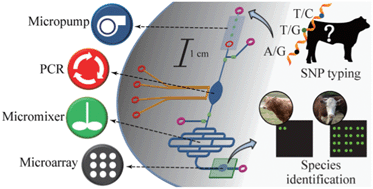 Graphical abstract: An integrated allele-specific polymerase chain reaction-microarray chip for multiplex single nucleotide polymorphism typing