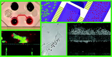 Graphical abstract: Cross talk between cancer and immune cells: exploring complex dynamics in a microfluidic environment