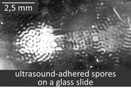 Graphical abstract: Acoustofluidics 21: ultrasound-enhanced immunoassays and particle sensors
