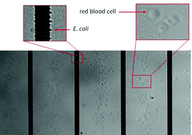 Graphical abstract: Micro-organism extraction from biological samples using DEP forces enhanced by osmotic shock