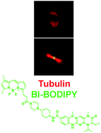 Graphical abstract: Leveraging kinase inhibitors to develop small molecule tools for imaging kinases by fluorescence microscopy