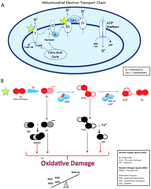 Graphical abstract: Combining redox-proteomics and epigenomics to explain the involvement of oxidative stress in psychiatric disorders