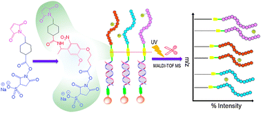 Graphical abstract: Photocleavable peptide–oligonucleotide conjugates for protein kinase assays by MALDI-TOF MS