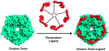 Graphical abstract: Crafting precise multivalent architectures