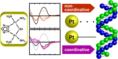 Graphical abstract: A circular dichroism study uncovers a two-step interaction of antitumor azolato-bridged dinuclear platinum(ii) complexes with calf thymus DNA