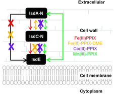 Graphical abstract: Insight into blocking heme transfer by exploiting molecular interactions in the core Isd heme transporters IsdA-NEAT, IsdC-NEAT, and IsdE of Staphylococcus aureus