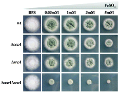 Graphical abstract: The interplay between vacuolar and siderophore-mediated iron storage in Aspergillus fumigatus