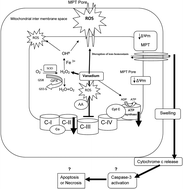 Graphical abstract: Toxicity of vanadium on isolated rat liver mitochondria: a new mechanistic approach