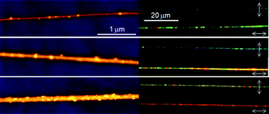 Graphical abstract: Direct observation of one-dimensional plasmon coupling in metallic nanofibers prepared by evaporation-induced self-assembly with DNA