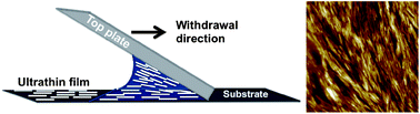 Graphical abstract: Convection-assisted assembly of cellulose nanowhiskers embedded in an acrylic copolymer