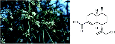 Graphical abstract: Design and synthesis of screening libraries based on the muurolane natural product scaffold
