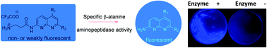 Graphical abstract: Synthesis and evaluation of fluorogenic 2-amino-1,8-naphthyridine derivatives for the detection of bacteria