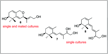 Graphical abstract: Apocarotenoids in the sexual interaction of Phycomyces blakesleeanus