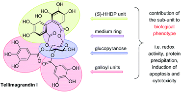 Graphical abstract: Synthesis and biological profiling of tellimagrandin I and analogues reveals that the medium ring can significantly modulate biological activity