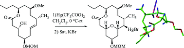 Graphical abstract: Synthesis of the macrolactone core of (+)-neopeltolide by transannular cyclization