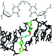 Graphical abstract: O 4-Alkyl-2′-deoxythymidine cross-linked DNA to probe recognition and repair by O6-alkylguanine DNA alkyltransferases