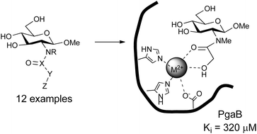 Graphical abstract: Synthesis and evaluation of inhibitors of E. coli PgaB, a polysaccharide de-N-acetylase involved in biofilm formation