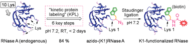 Graphical abstract: Site-selective azide incorporation into endogenous RNase A via a “chemistry” approach