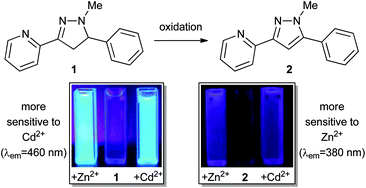 Graphical abstract: Simple pyrazoline and pyrazole “turn on” fluorescent sensors selective for Cd2+ and Zn2+ in MeCN