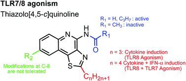 Graphical abstract: Toll-like receptor-8 agonistic activities in C2, C4, and C8 modified thiazolo[4,5-c]quinolines