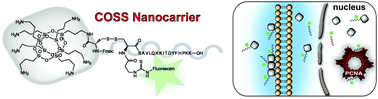 Graphical abstract: Cube-octameric silsesquioxane-mediated cargo peptide delivery into living cancer cells