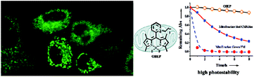 Graphical abstract: A BODIPY-based fluorescent dye for mitochondria in living cells, with low cytotoxicity and high photostability