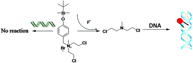Graphical abstract: Fluoride as an inducible DNA cross-linking agent for new antitumor prodrug