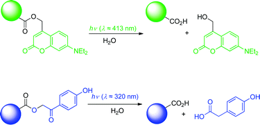 Graphical abstract: Applications of p-hydroxyphenacyl (pHP) and coumarin-4-ylmethyl photoremovable protecting groups