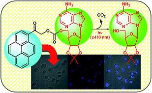 Graphical abstract: 1-(Hydroxyacetyl)pyrene a new fluorescent phototrigger for cell imaging and caging of alcohols, phenol and adenosine
