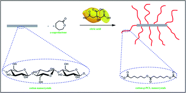 Graphical abstract: Citric acid as a benign alternative to metal catalysts for the production of cellulose-grafted-polycaprolactone copolymers